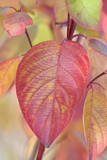 Common Dogwood (Cornus sanguinea)