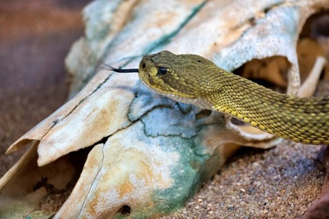 Toxic Mexican west coast rattlesnake (Crotalus basiliscus)