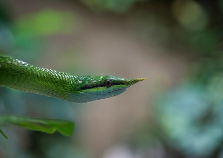 Rhinoceros ratsnake (Gonyosoma boulengeri)