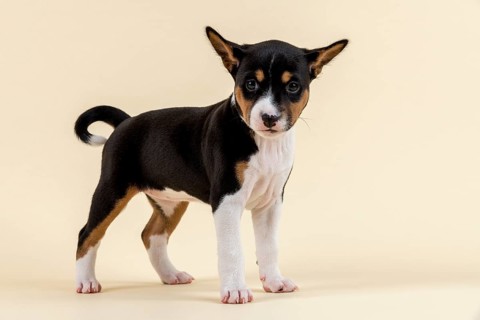 Basenji or Congo Terrier (Canis lupus familiaris)