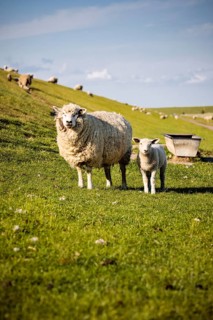 Domestic sheep (Ovis aries)