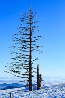 Dead tree in snow