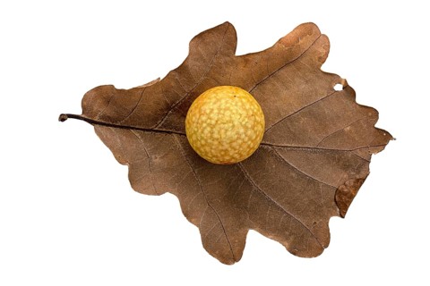 Oak gall apple on leaf of a common oak
