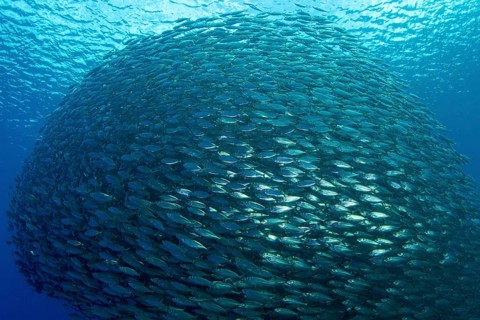 Shoal of fish mackerel scad (Decapterus macarellus)