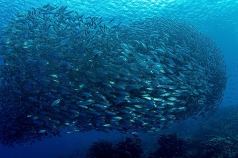 Shoal of fish mackerel scad (Decapterus macarellus)