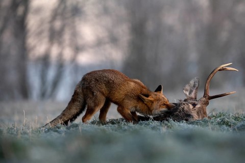 Red fox (Vulpes vulpes) eats on dead deer in winter