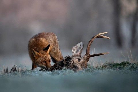 Red fox (Vulpes vulpes) eats on dead deer in winter
