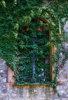 Old window overgrown with ivy