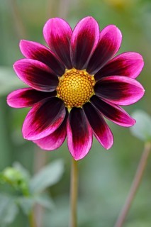 Garden Dahlia (Dahlia)