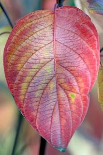 Common Dogwood (Cornus sanguinea)