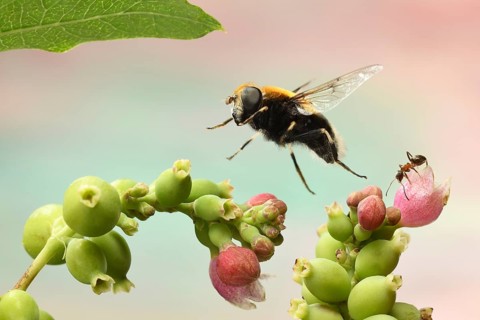 Bumblebee Hoverfly (Volucella bombylans) in flight on inflorescence of common Snowberry (Symphoricarpos)