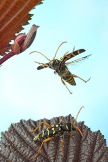 Wasp beetle (Clytus arietis)