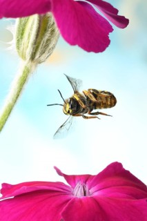 European wool carder bee (Anthidium manicatum)