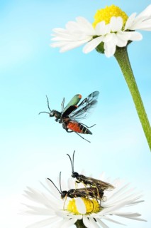 Malachite beetle (Malachius bipustulatus) in flight on Common daisy (Bellis perennis)