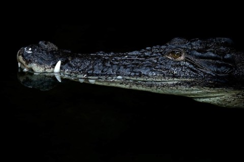 Saltwater crocodile (Crocodylus porosus)