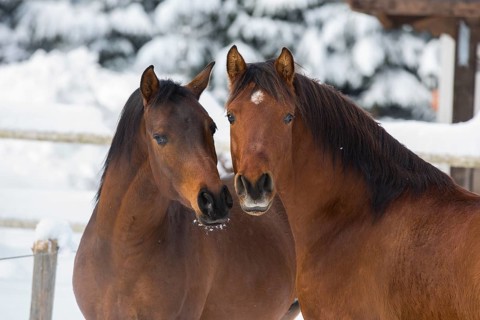 Two Arabian stallions in winter
