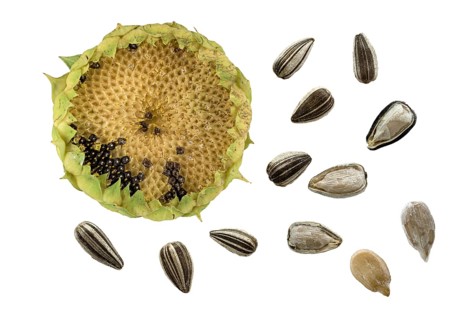 Sunflowers (Helianthus annuus)