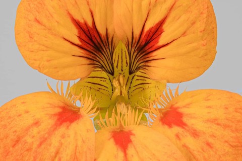 Garden nasturtium (Tropaeolum majus)
