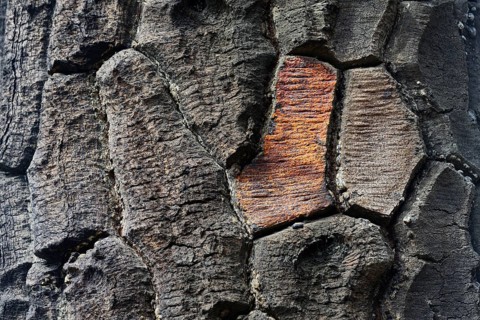 Bark of a Araucarian (Araucariaceae)