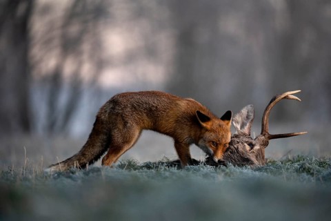 Red fox (Vulpes vulpes) eats on dead deer in winter