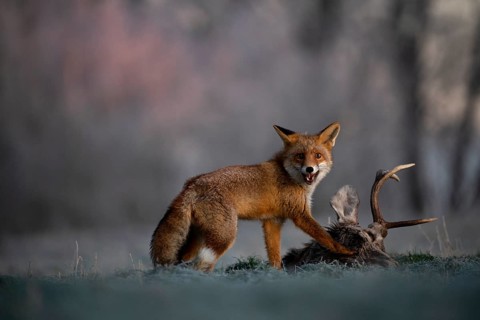 Red fox (Vulpes vulpes) eats on dead deer in winter