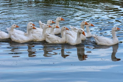 Domestic geese (Anserinae) bathing in the pond