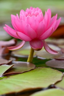 Water lily (Nymphaea)