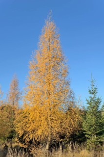 European larch (Larix decidua) with autumn colouring