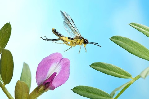 Tenthredinidae sp (Tenthredo temula) in flight on purple flower of Common Vetch (Vicia sativa)