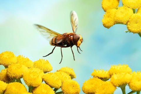 Hornet Mimic Hoverfly (Volucella zonaria) in flight on yellow Tansy (Tanacetum vulgare)