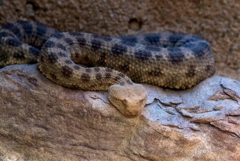 Poisonous horned viper (Cerastes cerastes)
