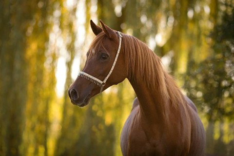 Thoroughbred Arabian chestnut mare