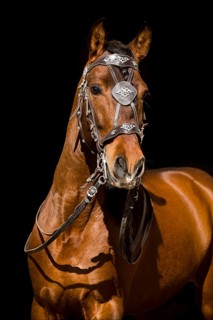 Pura Raza Espanola stallion with baroque bridle