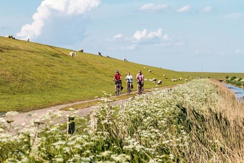 Group of cyclists and Domestic sheep (Ovis aries) at the dike