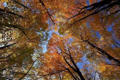 View from below into the tree tops in autumnal forest