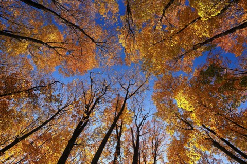View from below into the tree tops in autumnal forest