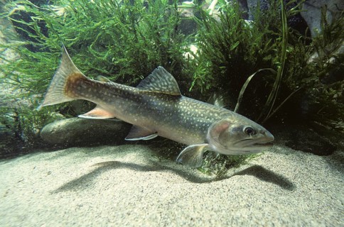 Brook Trout (Salvelinus fontinalis)