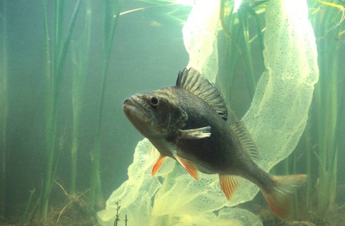 European perch