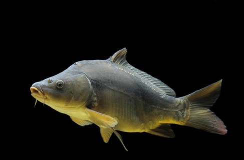 Common carp (Cyprinus carpio)