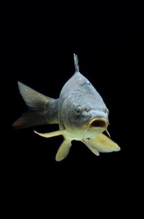 Common carp (Cyprinus carpio)