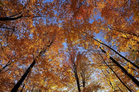 View from below into the tree tops in autumnal forest