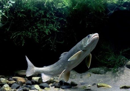 Lake trout (Salvelinus namaycush)