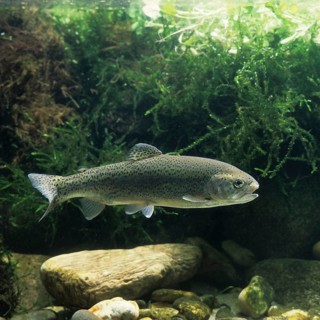 Brown trout (Salmo trutta fario)