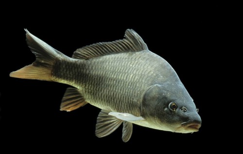 Common carp (Cyprinus carpio)