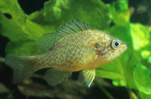 Pumpkinseed (Lepomis gibbosus)