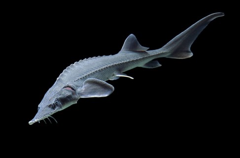 Siberian sturgeon (Acipenser baerii)