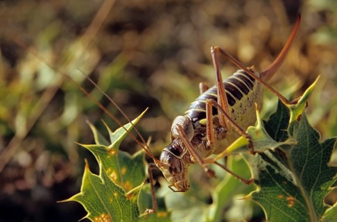 Saddle-backed bush cricket (Ephippiger diurnus)