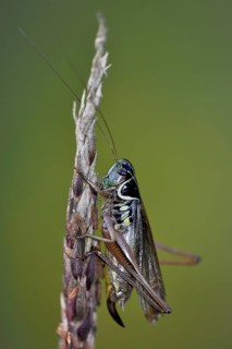 Roesel's bush-cricket (Roeseliana roeselii)