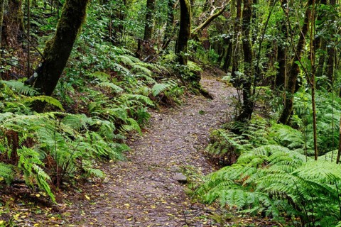 Forest path in the cloud forest near El Cedro