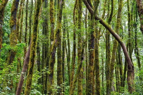 Moss-covered trees in the cloud forest near El Cedro